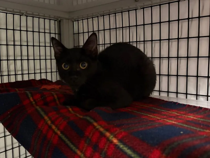 A baby medium-sized male Domestic Short Hair cat named Greg for adoption in Raleigh, NC