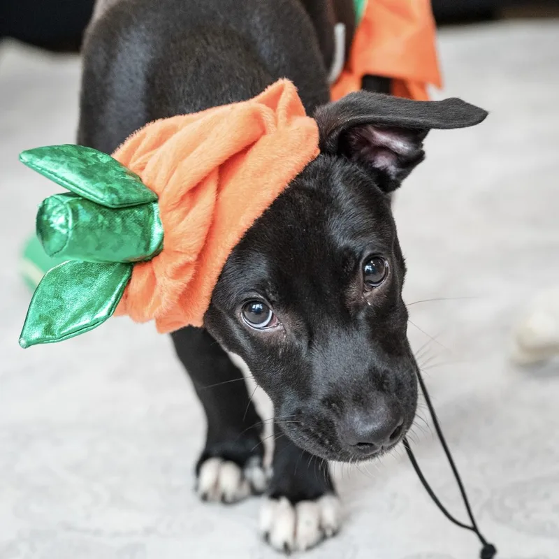 A baby medium-sized male Terrier dog named Clove for adoption in Ellicott City, MD