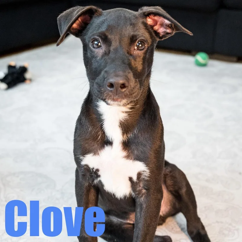 Clove thumbnail 6
