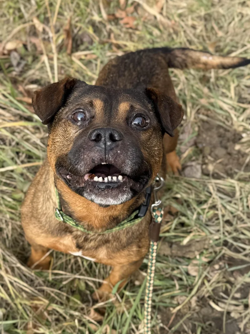 A senior medium-sized male Mixed Breed dog named Mr. Toad for adoption in Marshall, NC