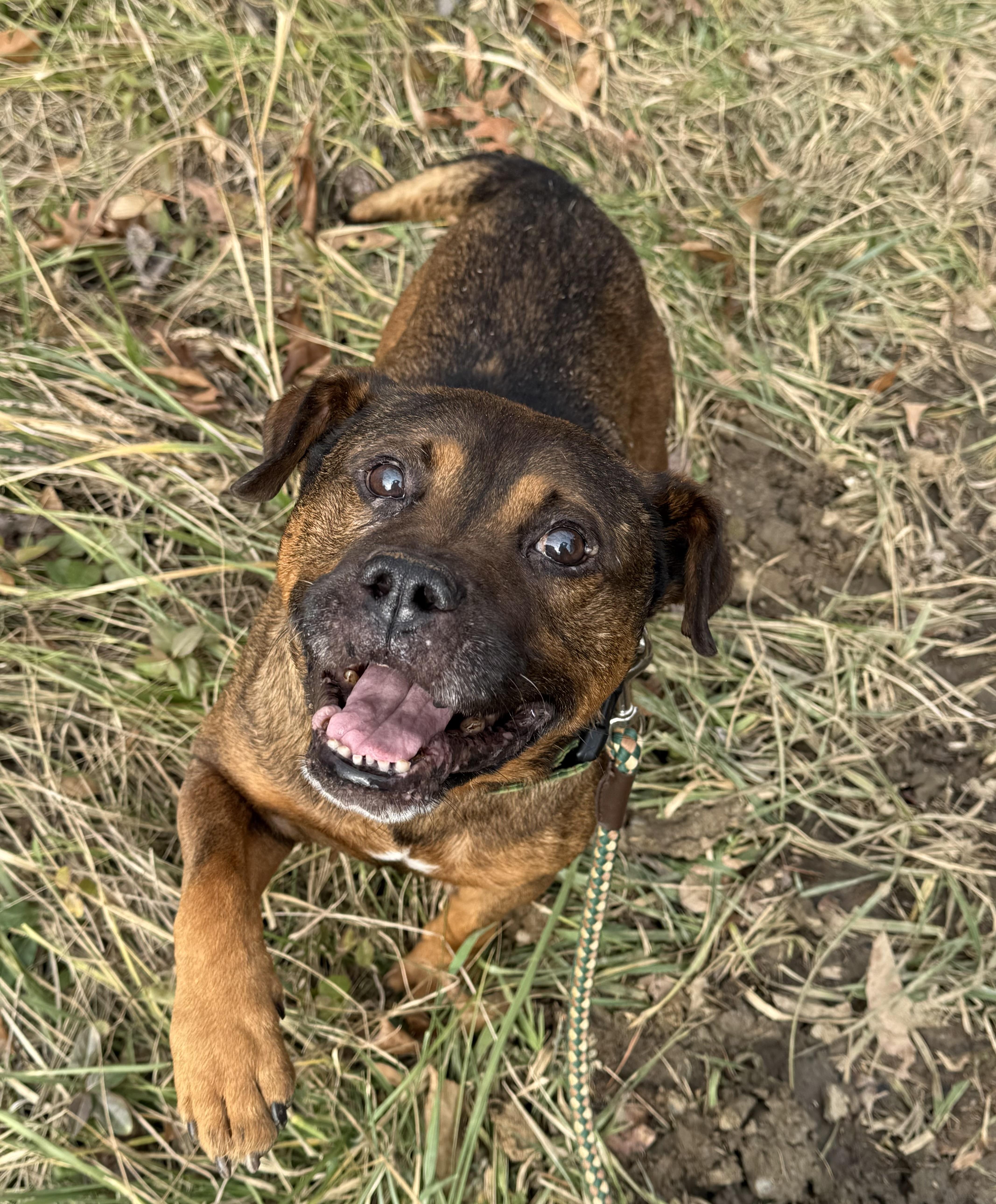 Mr. Toad thumbnail 2