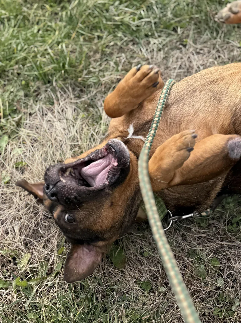 Mr. Toad thumbnail 3