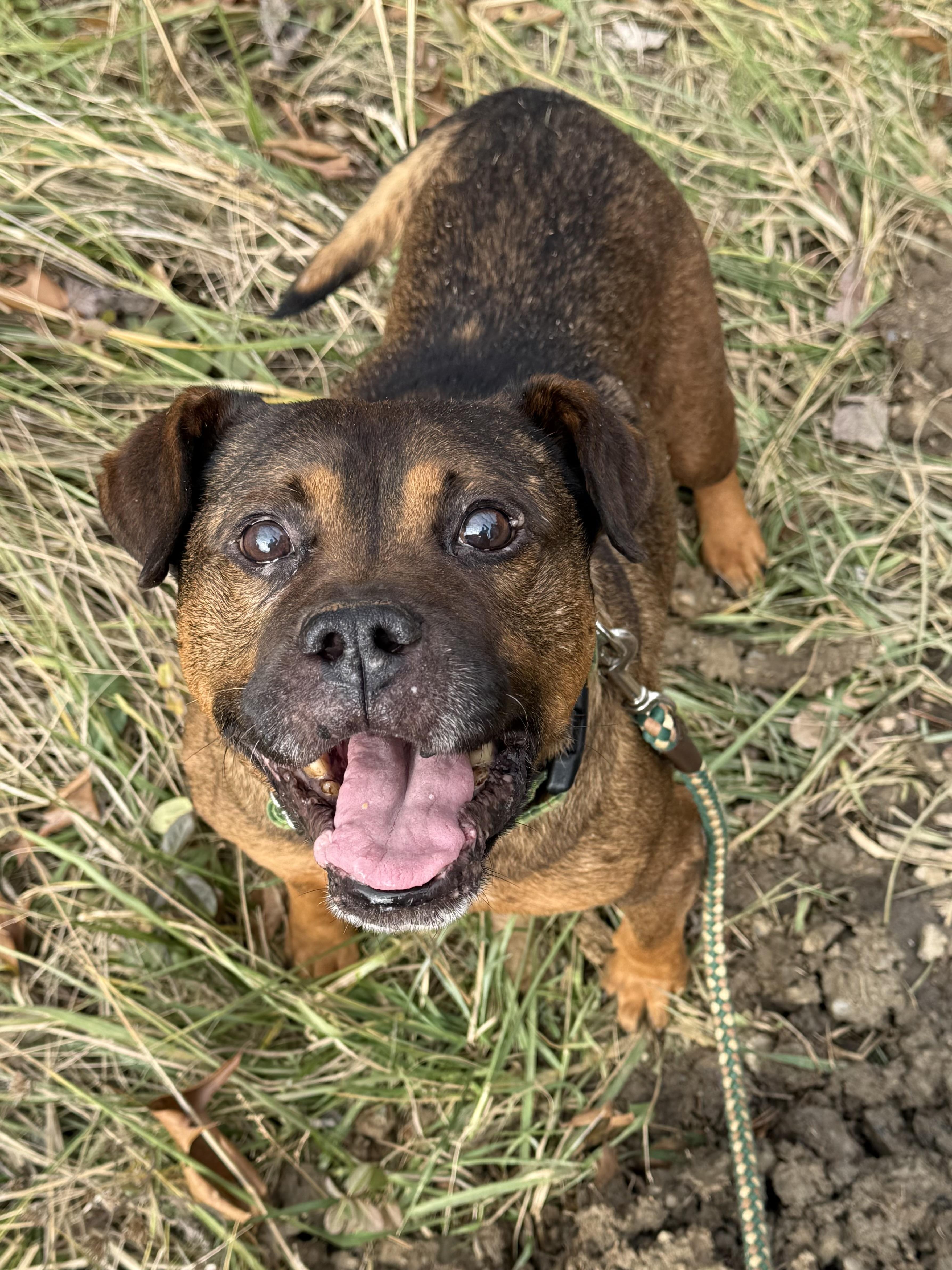 Mr. Toad thumbnail 4