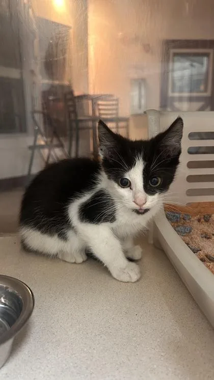 A young small-sized male Domestic Short Hair cat named a Phantom for adoption in North Charleston, SC