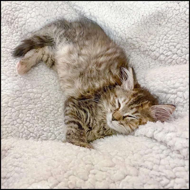 A baby small-sized female Torbie Domestic Medium Hair cat named Winnamine for adoption in Roswell, GA