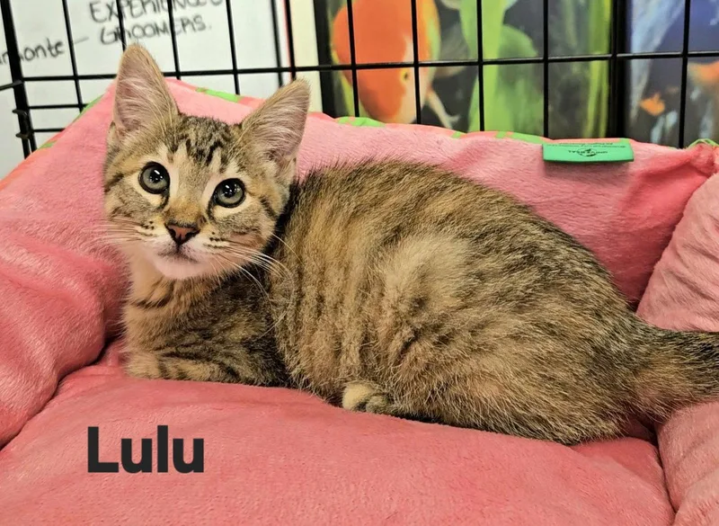 A young medium-sized female Domestic Short Hair cat named Lulu for adoption in Longwood, FL