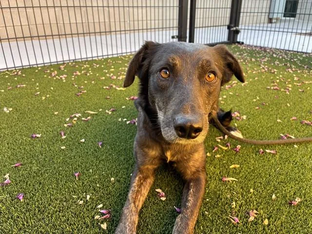 A young large-sized female Catahoula Leopard Dog dog named Pigpen for adoption in Mesa, AZ
