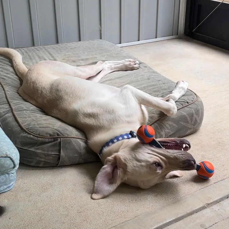 A young large-sized male Yellow / Tan / Blond / Fawn Yellow Labrador Retriever dog named Tucker for adoption in Albany, NY