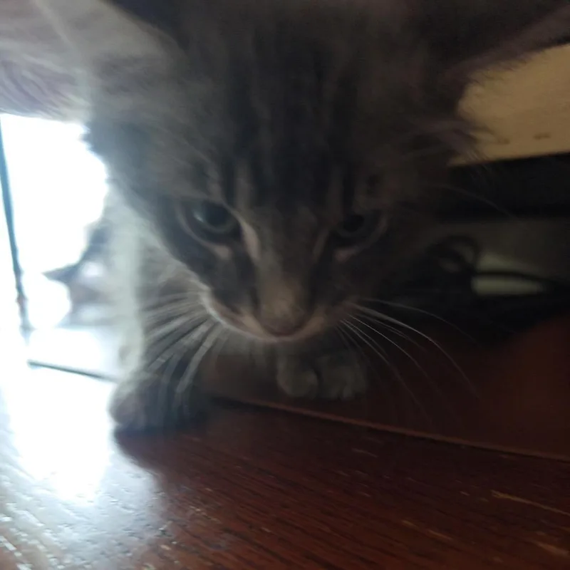 A baby small-sized male Gray / Blue / Silver Domestic Short Hair cat named Junior for adoption in Grantsville, UT