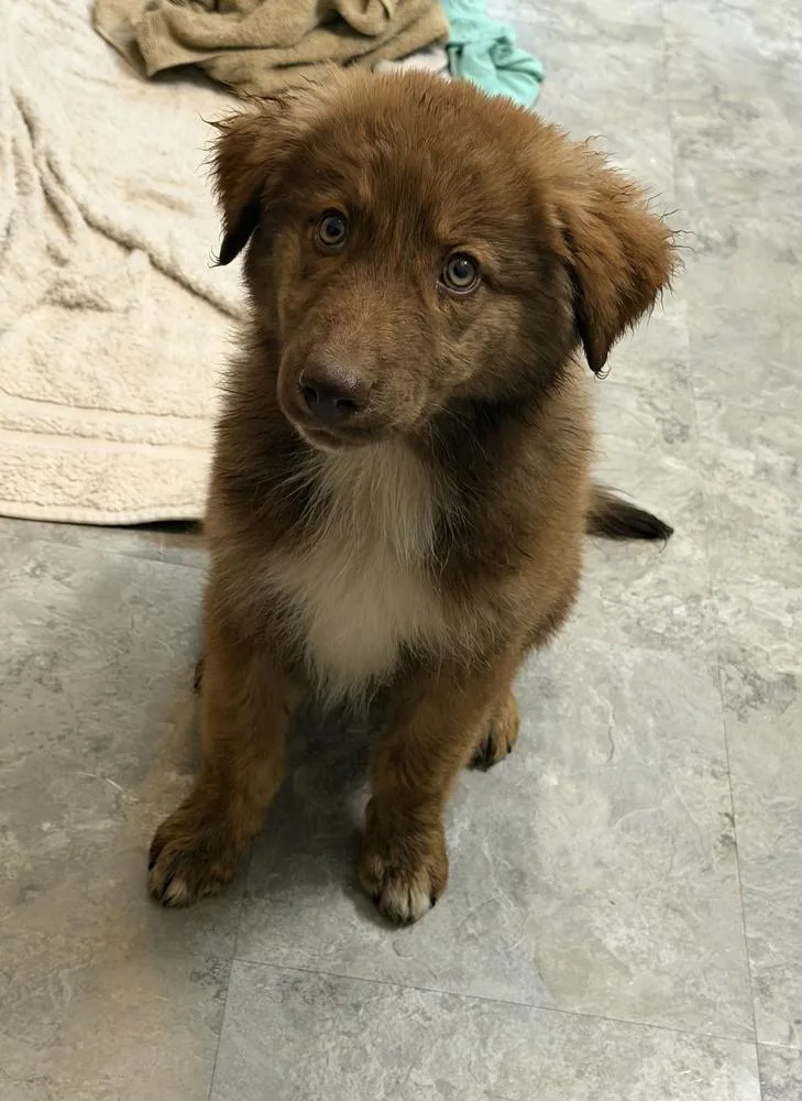 A baby medium-sized male Brown / Chocolate Husky dog named Lions Mane for adoption in Waunakee, WI