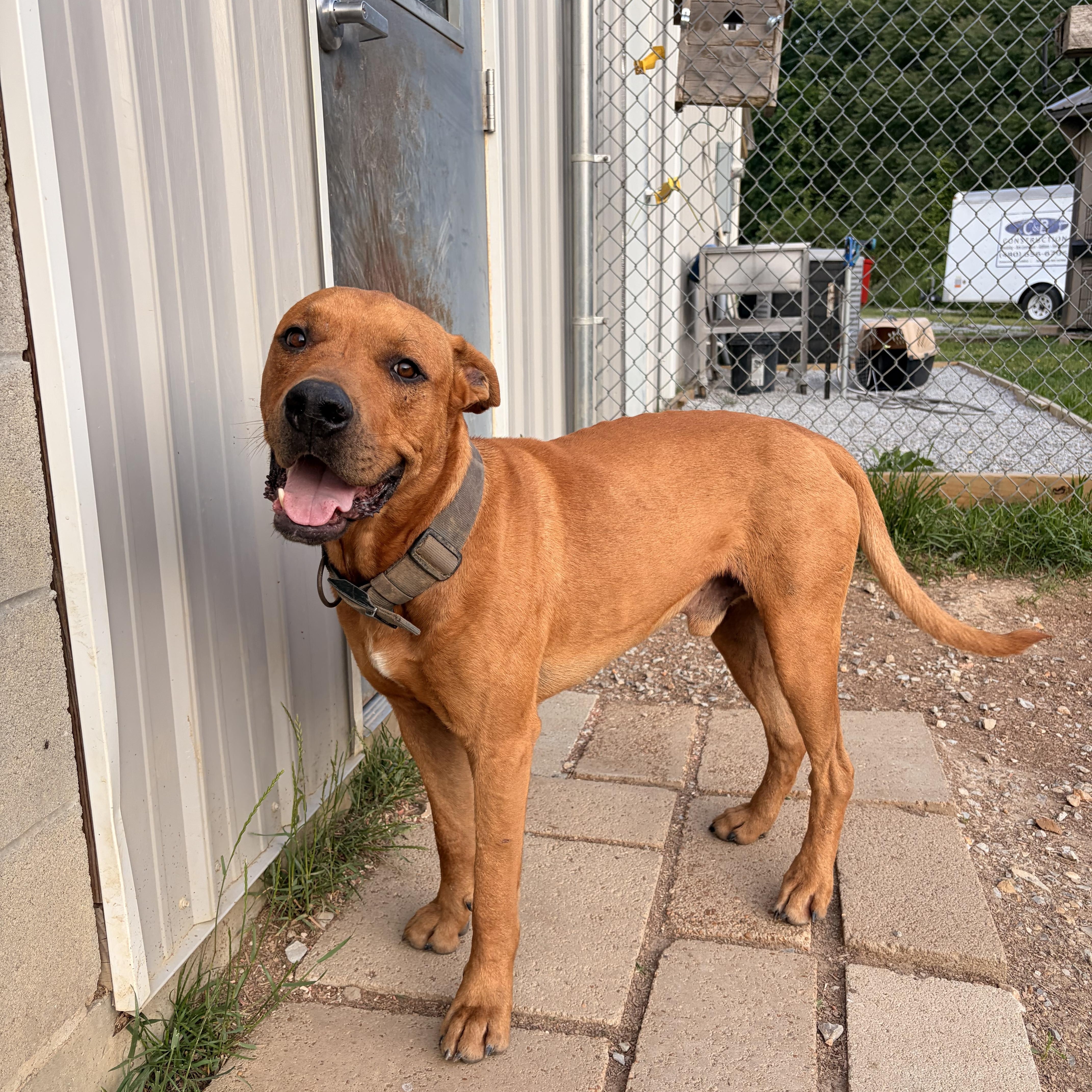 An adult large-sized male Mountain Cur dog named Tank for adoption in Melbourne, AR