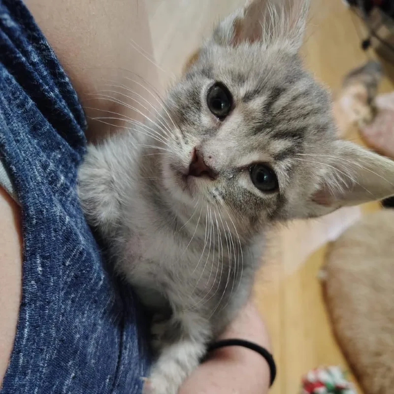 A young small-sized male Brown / Chocolate Domestic Short Hair cat named Luke for adoption in Inman, SC