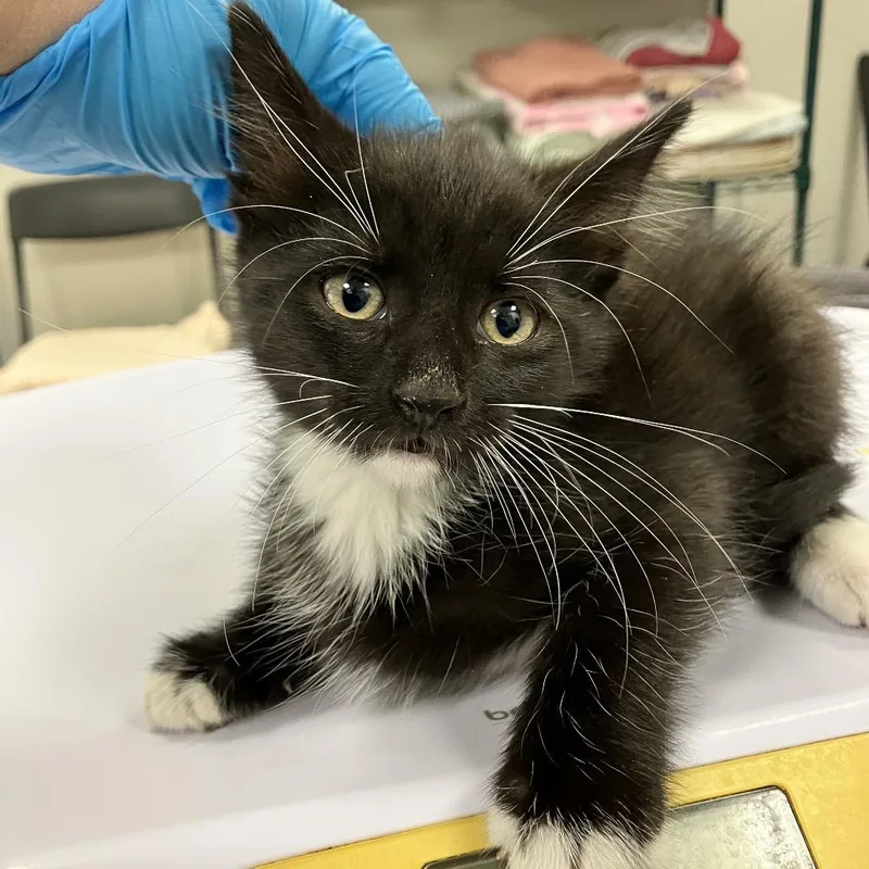 A baby small-sized male Domestic Medium Hair cat named 111795 for adoption in Las Cruces, NM