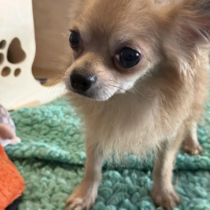 An adult small-sized female Apricot / Beige Chihuahua dog named Frederick for adoption in Memphis, TN