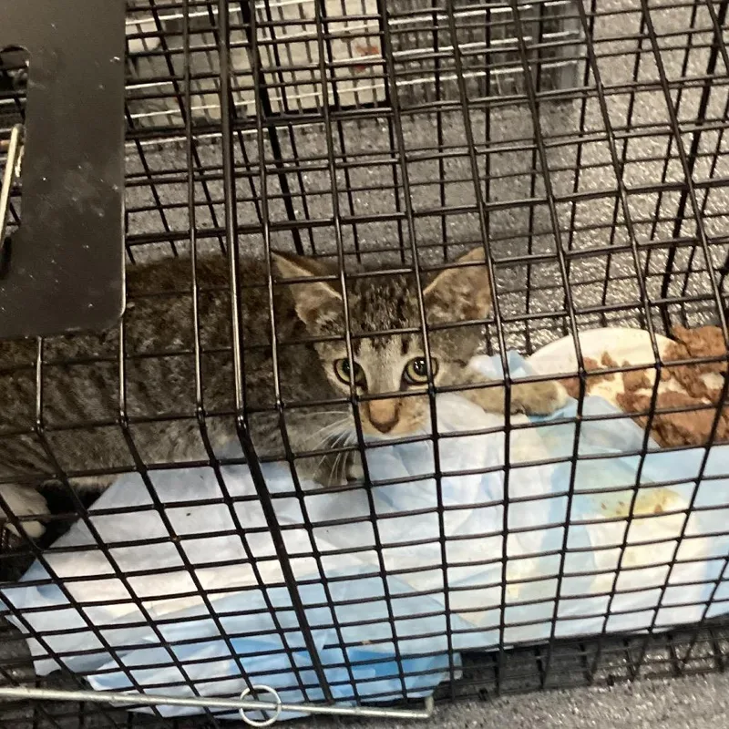 A baby small-sized female Brown / Chocolate Domestic Short Hair cat named Dolce for adoption in Montgomery, AL