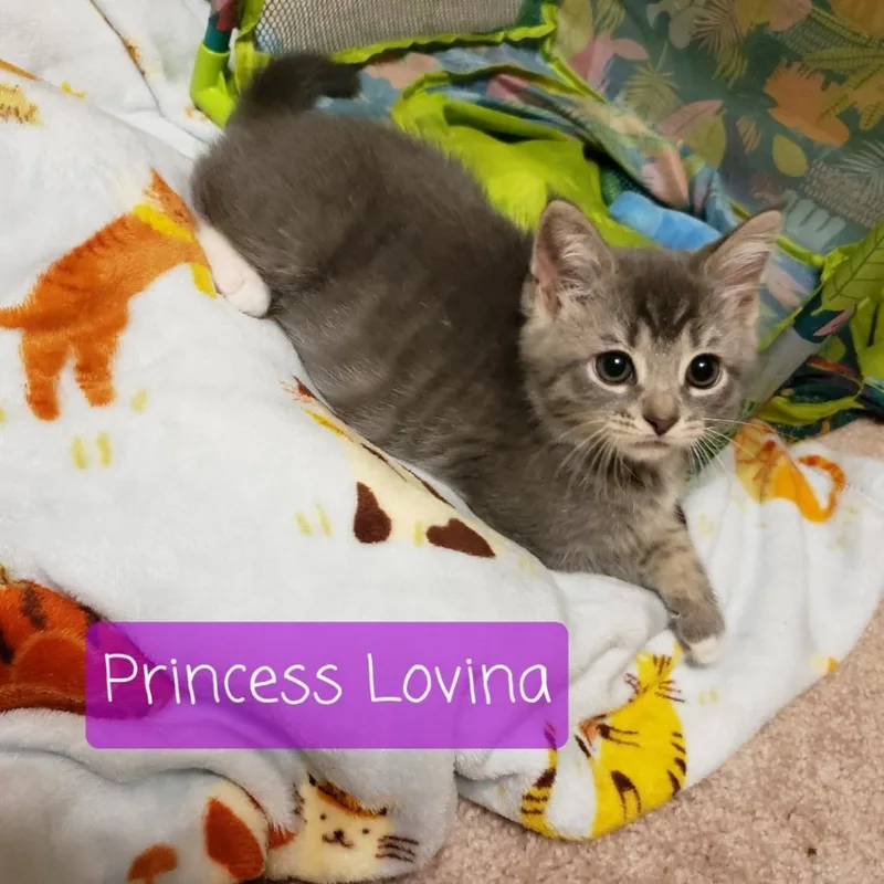 A baby small-sized female Gray / Blue / Silver Domestic Short Hair cat named Princess Lovina for adoption in Carmel, IN