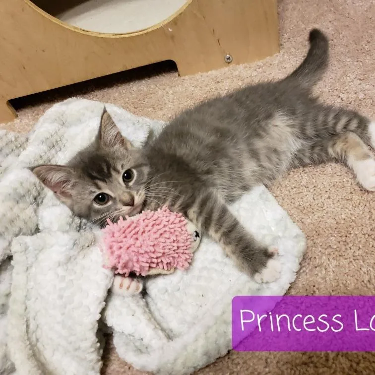 Princess Lovina thumbnail 2