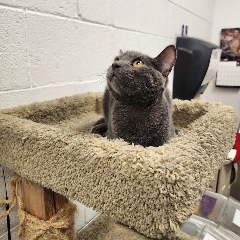 A baby medium-sized male Gray / Blue / Silver Domestic Short Hair cat named Petey for adoption in Las Vegas, NV
