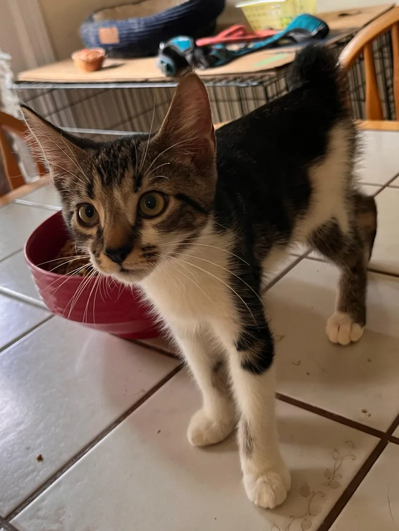 A baby medium-sized male American Bobtail cat named Burrito for adoption in Landenberg, PA