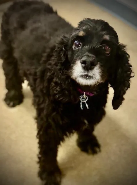 Midnight thumbnail 3