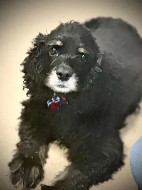 Midnight thumbnail 4