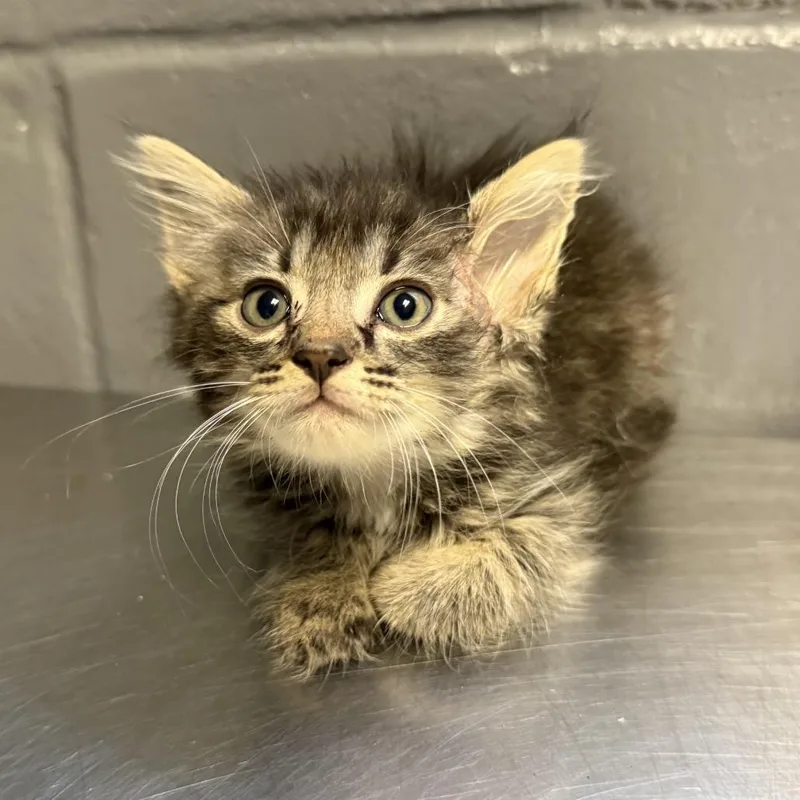 A baby small-sized male Black Domestic Short Hair cat named Draco for adoption in Pasadena , MD