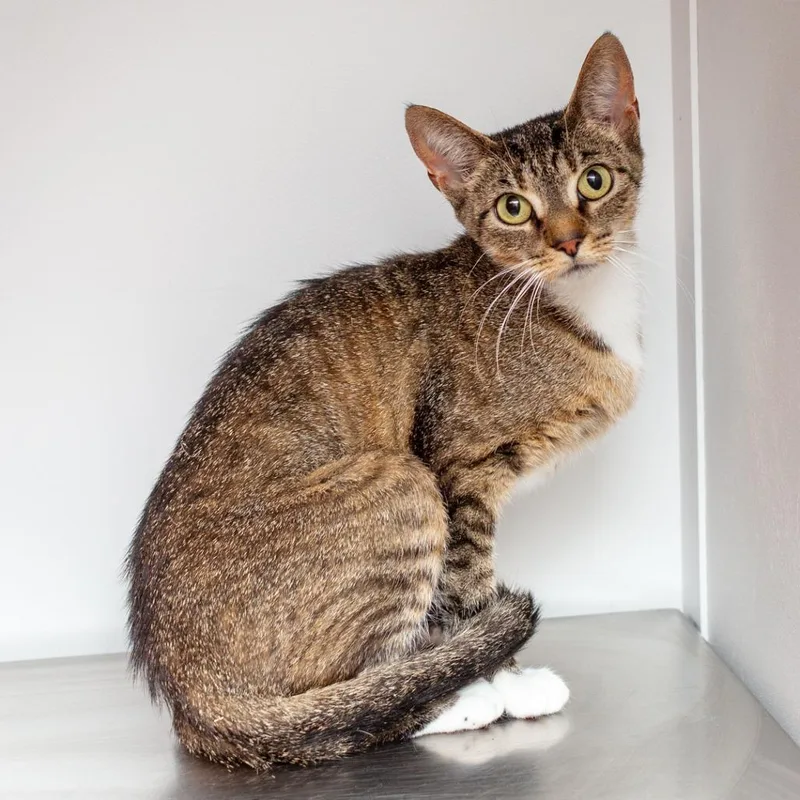 An adult medium-sized female Brown / Chocolate Domestic Short Hair cat named Mimi for adoption in Hattiesburg, MS