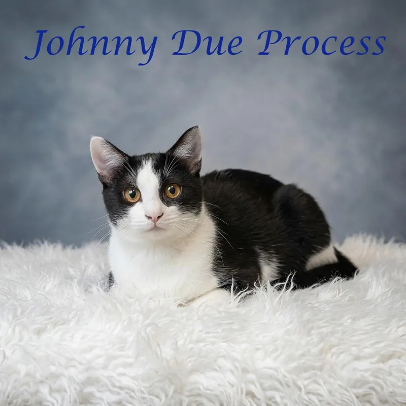 A young medium-sized male Black Domestic Short Hair cat named Johnny Due Process C for adoption in Lebanon, TN