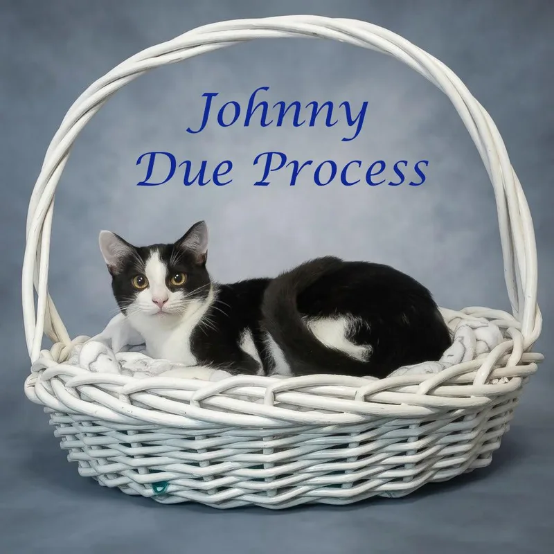 Johnny Due Process C thumbnail 2