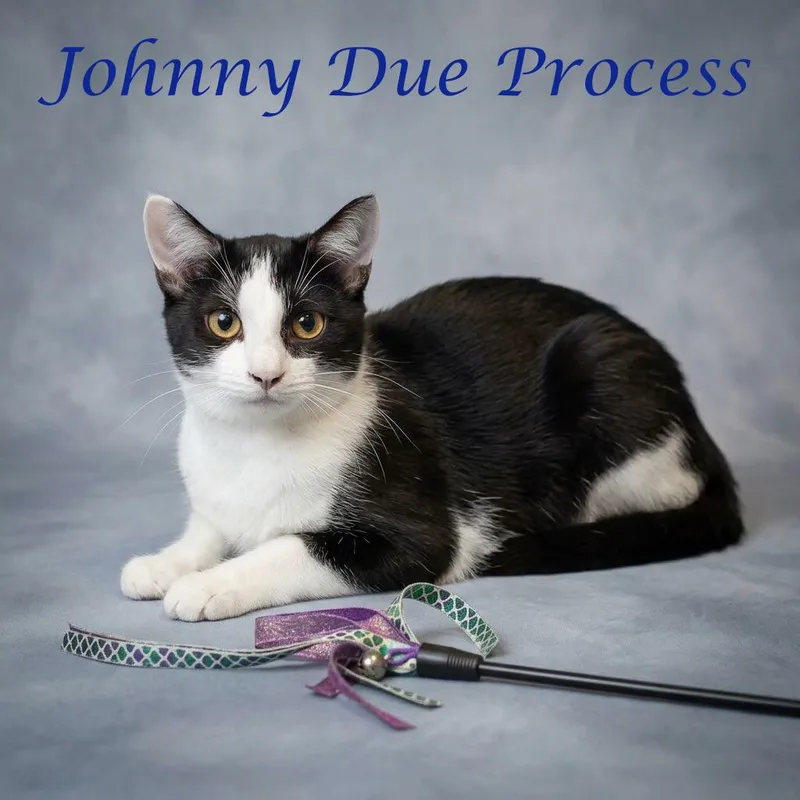 Johnny Due Process C thumbnail 3