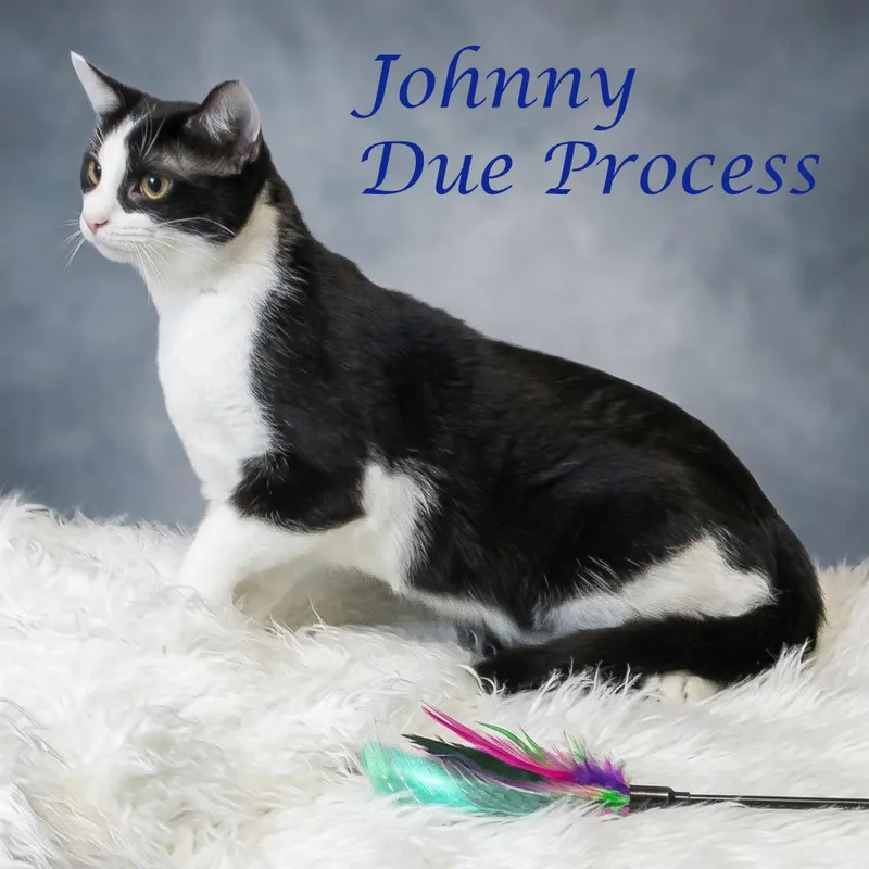 Johnny Due Process C thumbnail 4