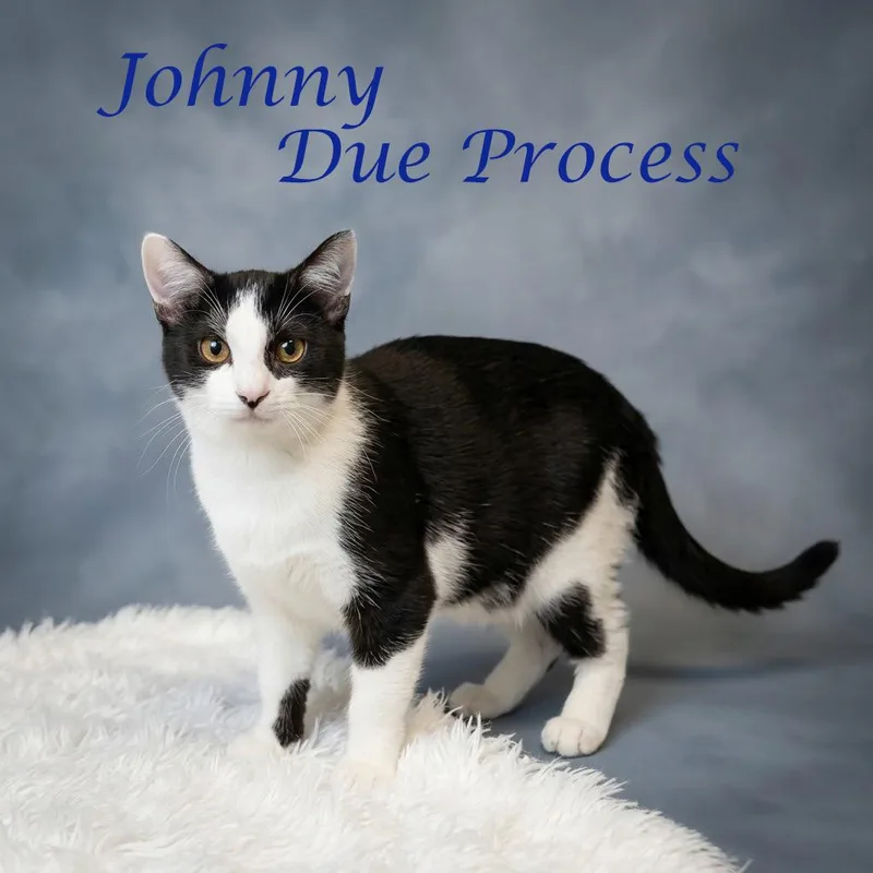 Johnny Due Process C thumbnail 5