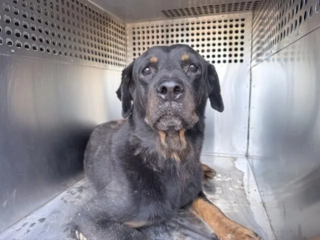 An adult large-sized female Rottweiler dog named Ada for adoption in Phoenix, AZ