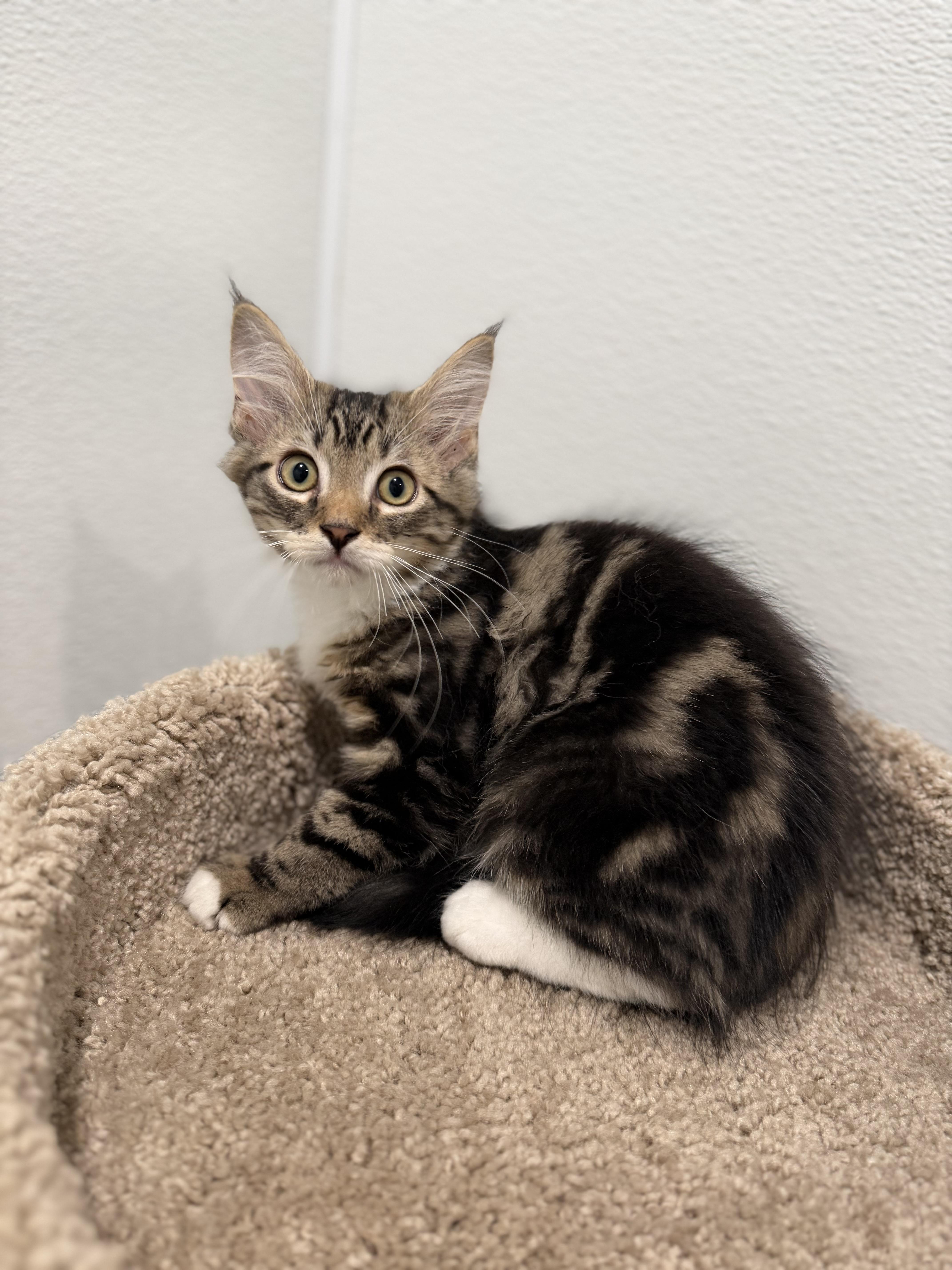 A young medium-sized male Tabby (Buff / Tan / Fawn) Domestic Long Hair cat named Flounder for adoption in Medford, NJ