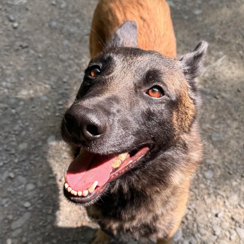 An adult large-sized male Brown / Chocolate Belgian Shepherd / Malinois dog named Ronin for adoption in Milford, NY