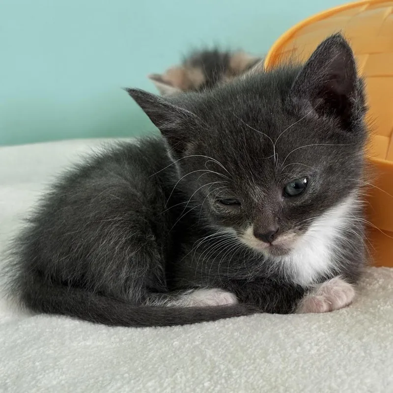 A baby small-sized male Black Domestic Short Hair cat named Boots for adoption in La Grange, KY
