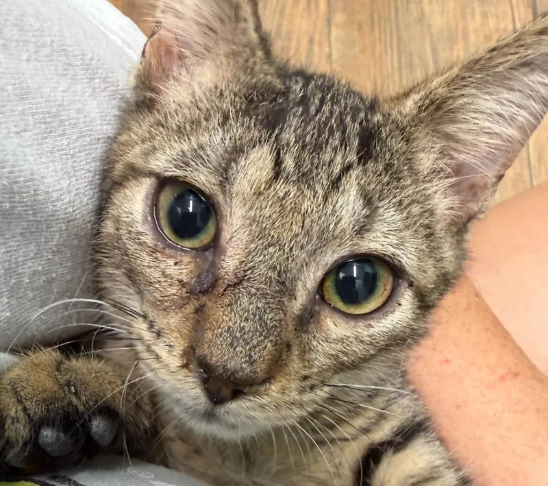 A baby small-sized male Domestic Short Hair cat named Dexter for adoption in Cambridge, MD