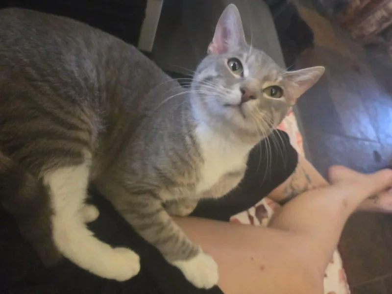 A young medium-sized male Gray & White Domestic Short Hair cat named Robin for adoption in Manhattan, KS