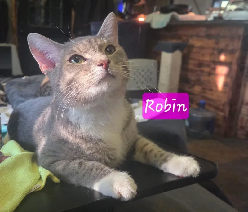 Robin thumbnail 2