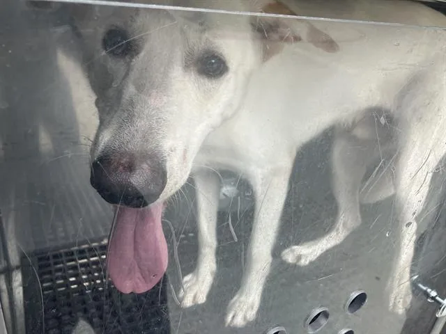 A young large-sized male Mixed Breed dog named Fox for adoption in Dallas, TX