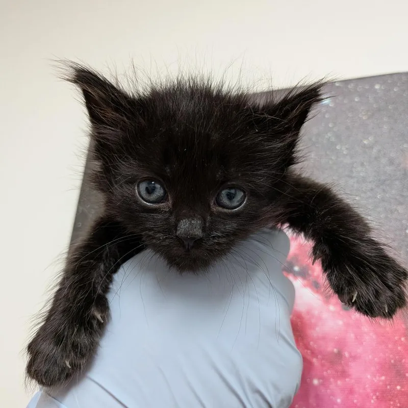 A baby small-sized male Black Domestic Medium Hair cat named Tanjiro for adoption in Long Beach, CA