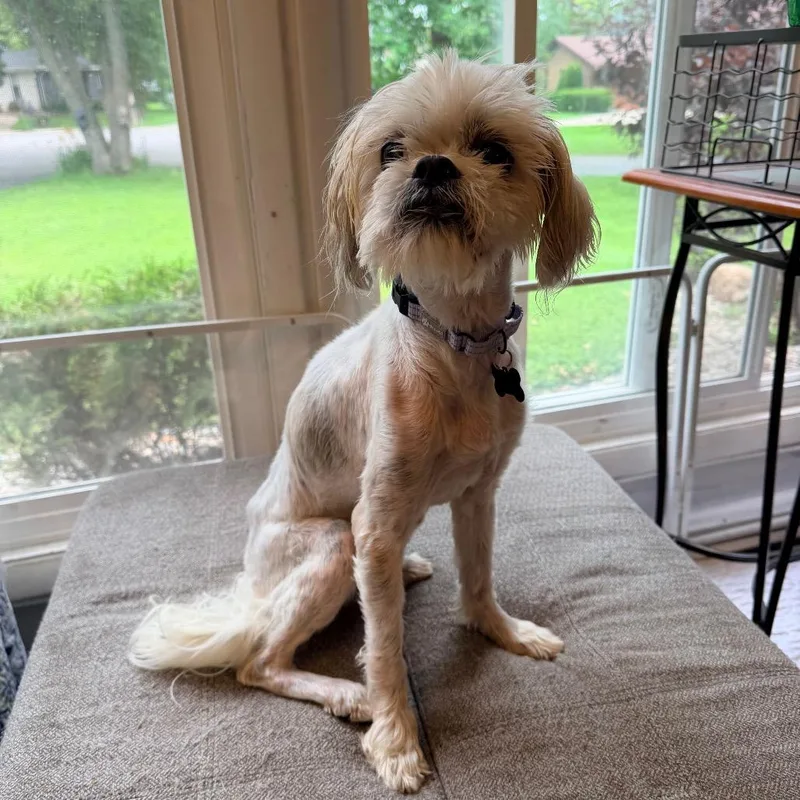 A senior small-sized female White / Cream Shih Tzu dog named Greta for adoption in Saint John, IN