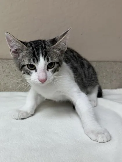 A young small-sized male Domestic Short Hair cat named Hugo for adoption in Phoenix, AZ