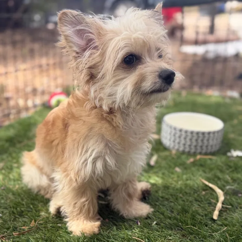 A baby small-sized male Yellow / Tan / Blond / Fawn Yorkshire Terrier dog named Toby for adoption in Phoenix, AZ