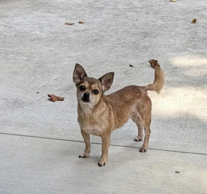 An adult small-sized female Chihuahua dog named Gracie for adoption in Knoxville, TN