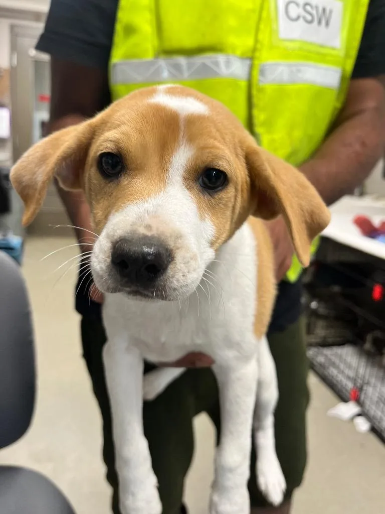 A baby medium-sized female Terrier dog named Babygirl for adoption in Hopkinsville, KY