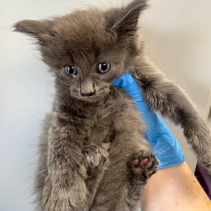 A baby small-sized male Gray / Blue / Silver Domestic Long Hair cat named Mr. Wonky for adoption in Columbiana, AL