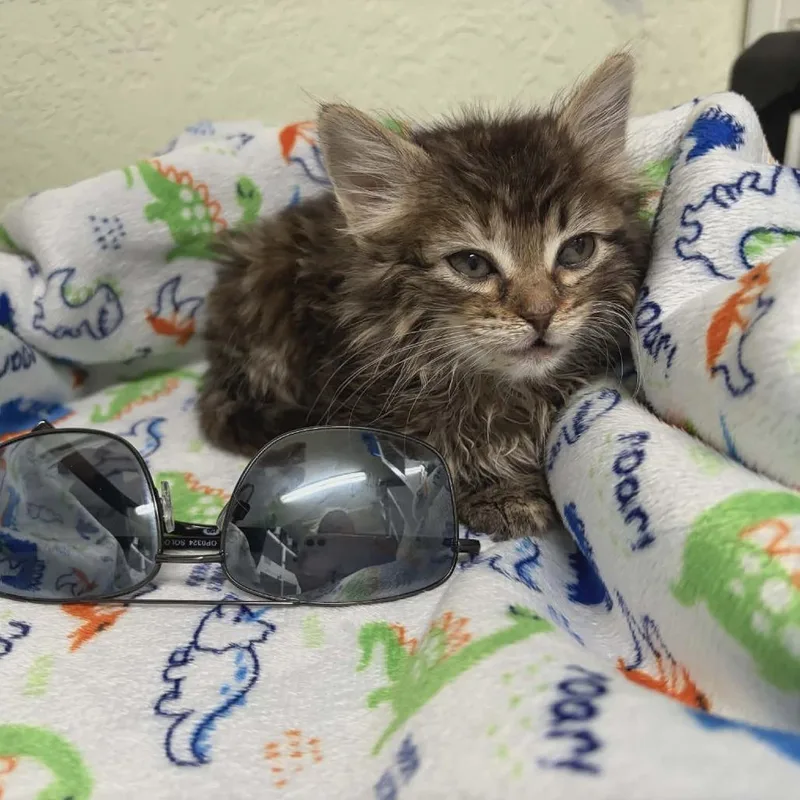 Princess Zelda thumbnail 2