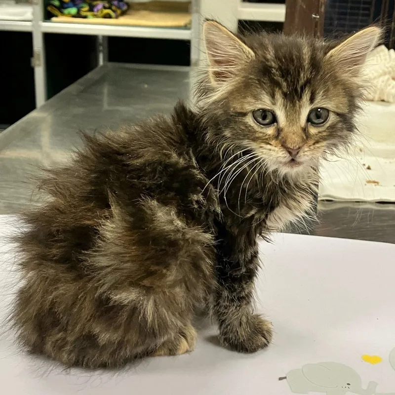 Princess Zelda thumbnail 3