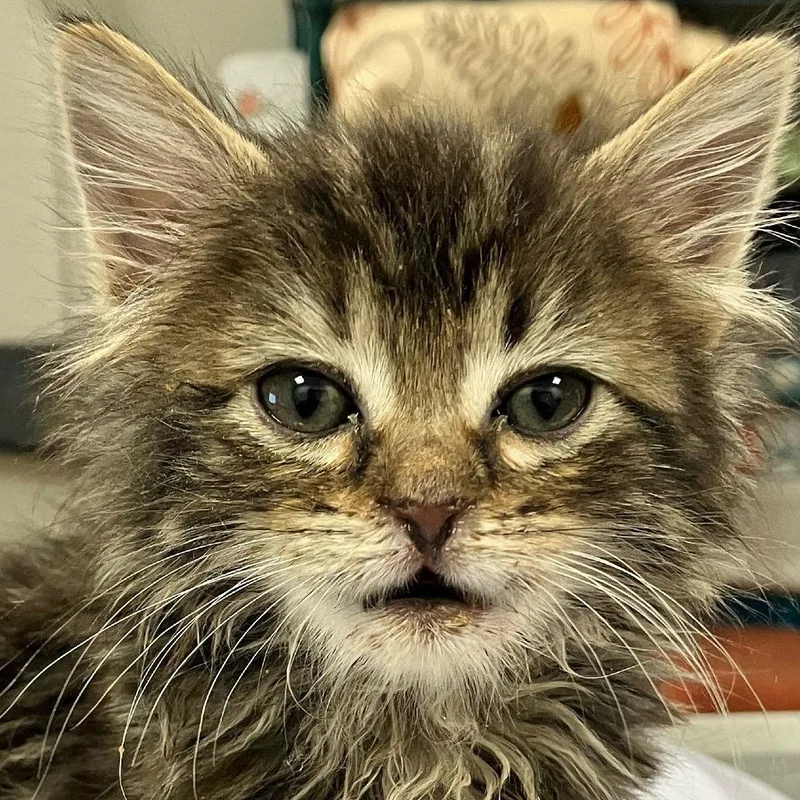 Princess Zelda thumbnail 4